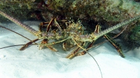 lagouste