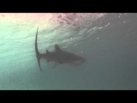 REQUIN !!!!